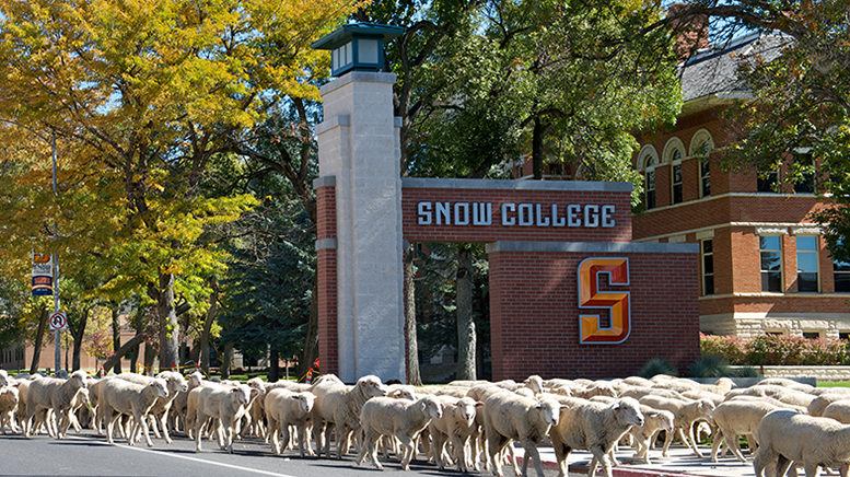 A herd of sheep pass by Snow College. Photo: Snow College